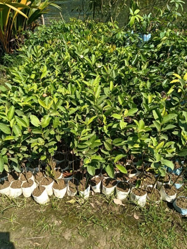 Hisar safeda gvava Plant